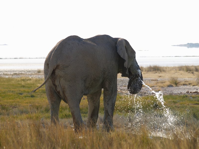 Elephant, Etosha National Park